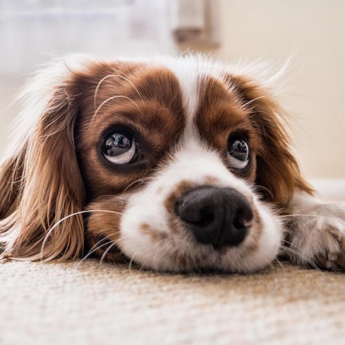 hundi